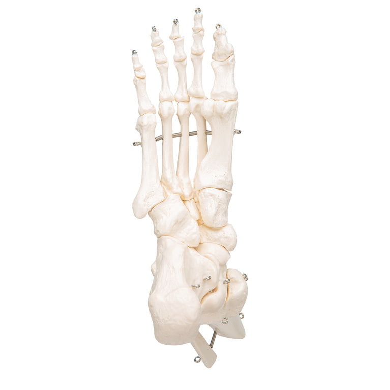 3B SCIENTIFIC FOOT & ANKLE SKELETON