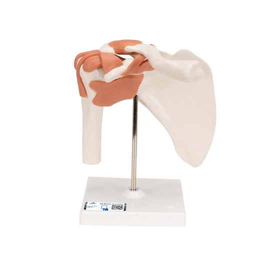 3B SCIENTIFIC FUNCTIONAL HUMAN SHOULDER JOINT MODEL