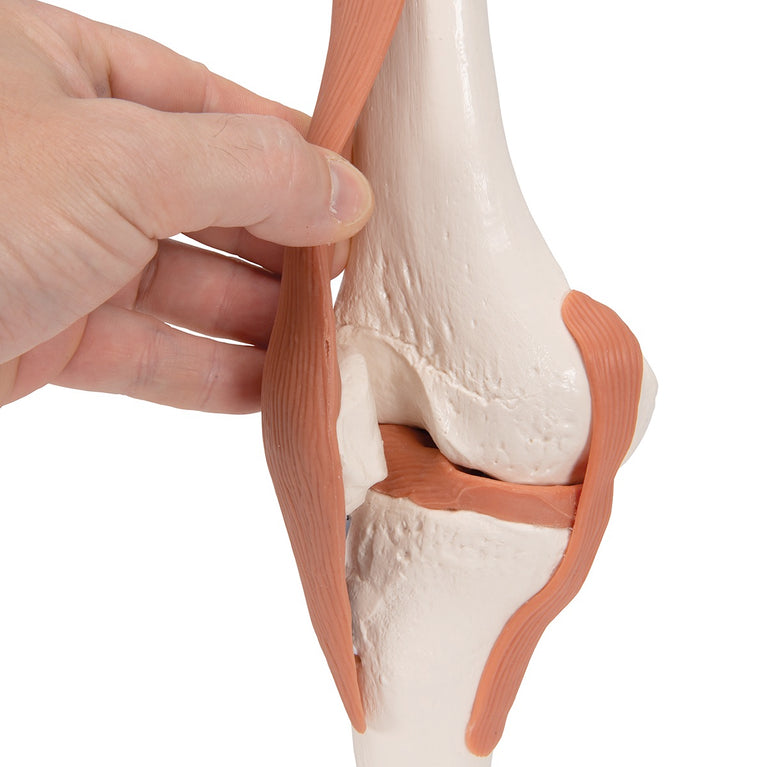 3B SCIENTIFIC FUNCTIONAL HUMAN KNEE JOINT MODEL WITH LIGAMENTS