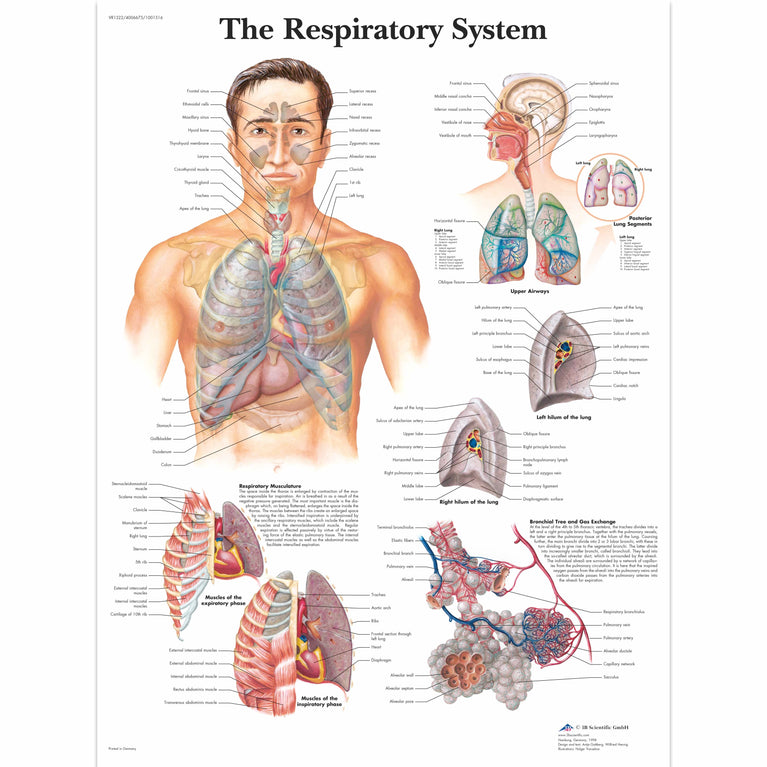 CHART THE RESPIRATORY SYSTEM