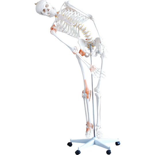 66FIT HUMAN FLEXIBLE SKELETON WITH LIGAMENTS - 180CM