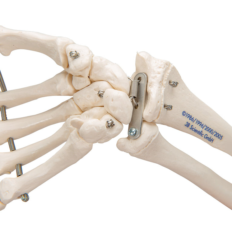 3B SCIENTIFIC FUNCTIONAL HUMAN HAND SKELETON MODEL WITH ULNA & RADIUS