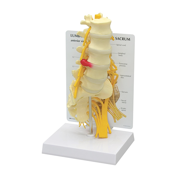 3B SCIENTIFIC 5 PIECE VERTEBRAE WITH SACRUM MODEL