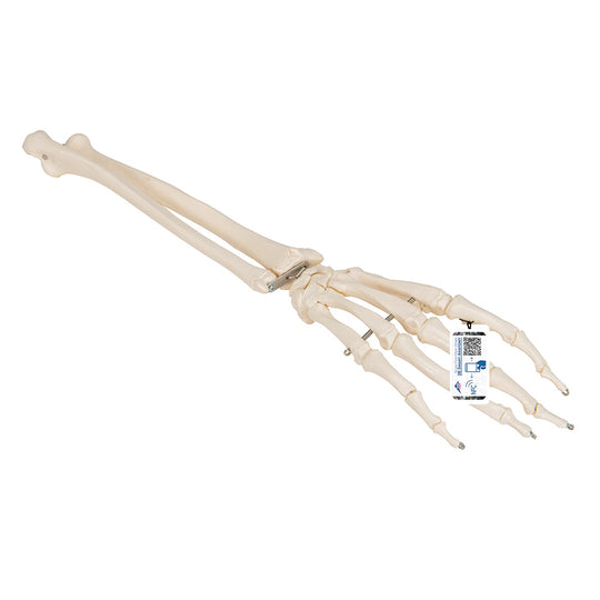 3B SCIENTIFIC FUNCTIONAL HUMAN HAND SKELETON MODEL WITH ULNA & RADIUS