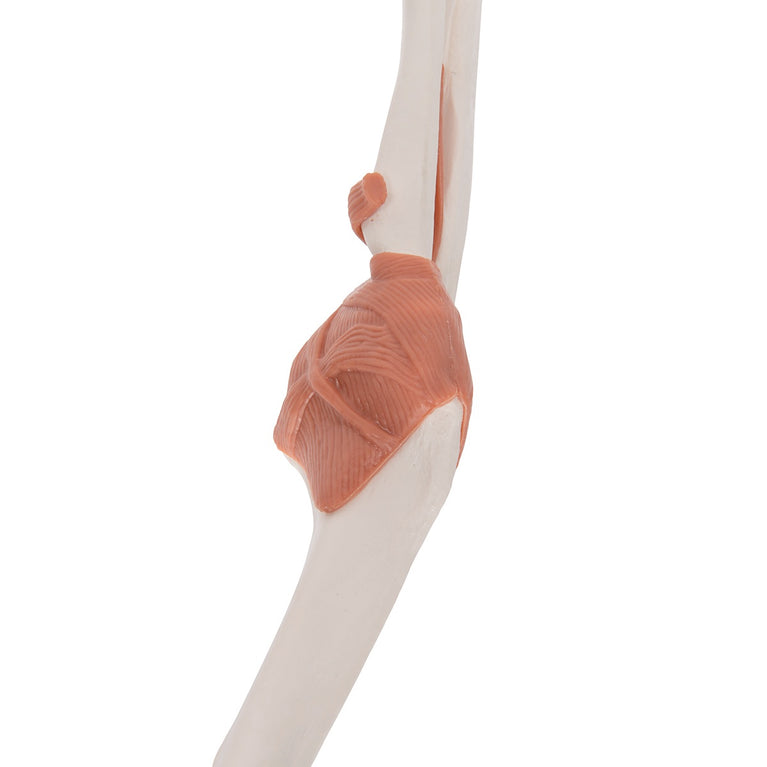 3B SCIENTIFIC FUNCTIONAL HUMAN ELBOW JOINT MODEL WITH LIGAMENTS