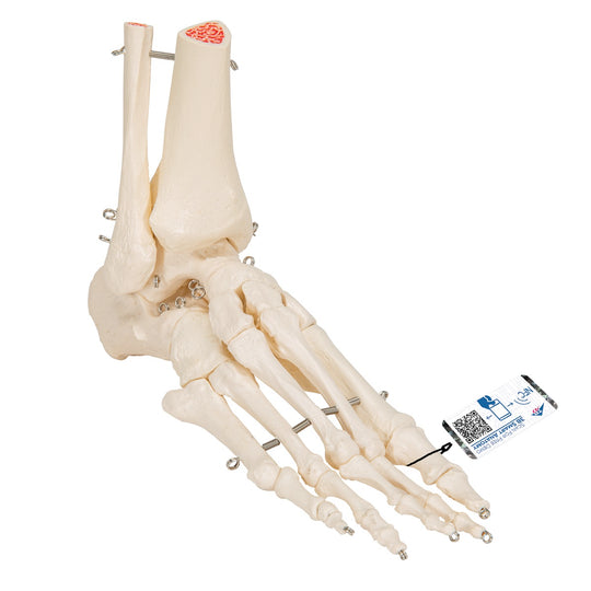 3B SCIENTIFIC FOOT & ANKLE SKELETON