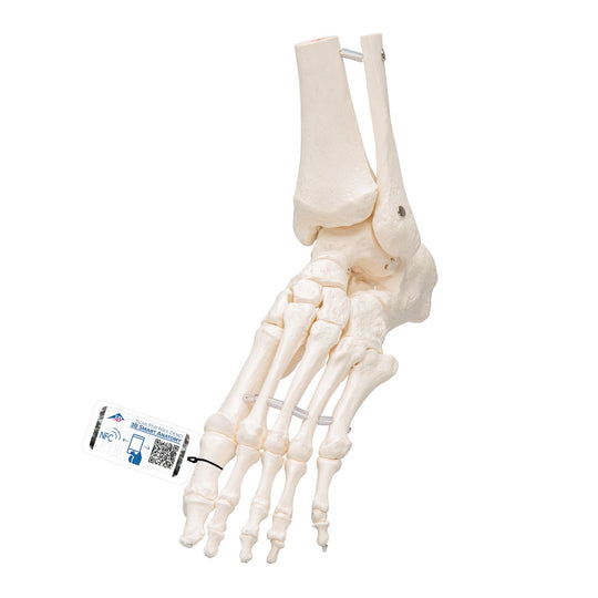 3B SCIENTIFIC FOOT & ANKLE SKELETON (ELASTIC MOUNTED)
