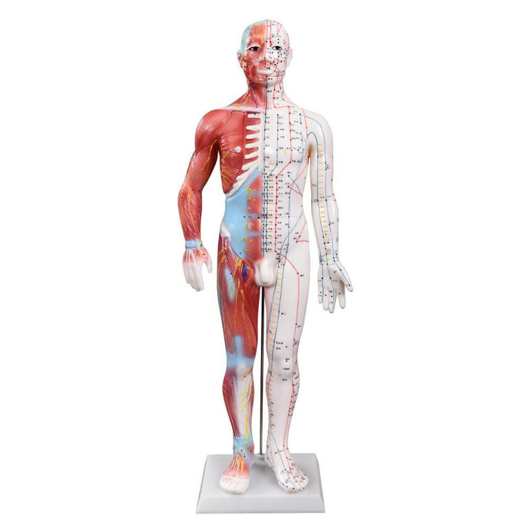 66FIT ACUPUNCTURE & MUSCLE MALE MODEL - 60CM