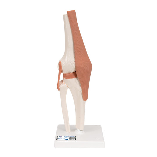 3B SCIENTIFIC FUNCTIONAL HUMAN KNEE JOINT MODEL WITH LIGAMENTS