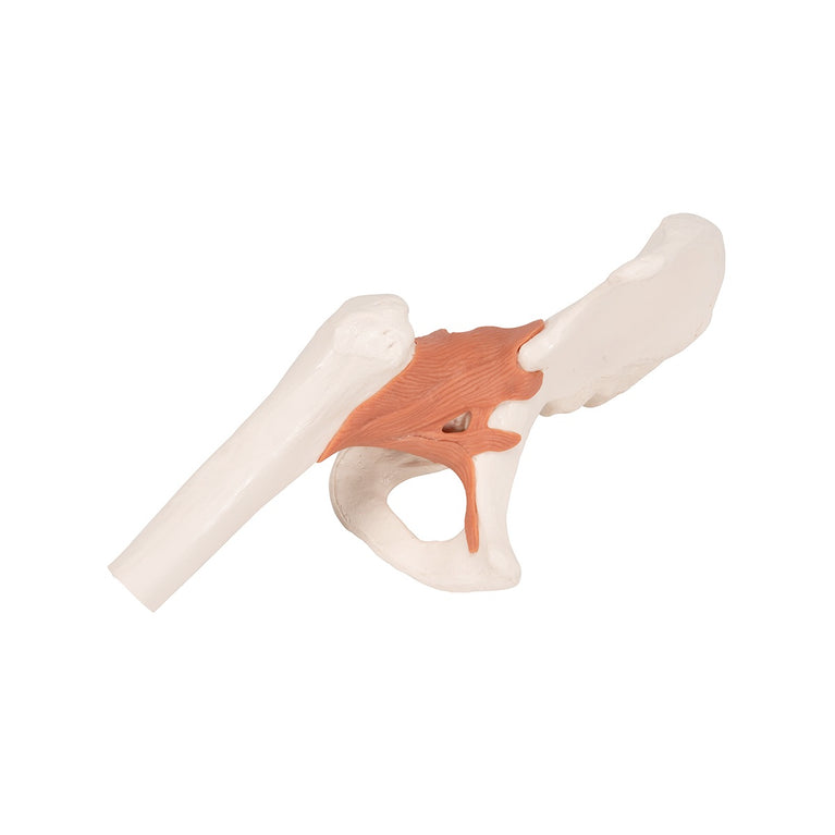 3B SCIENTIFIC FUNCTIONAL HUMAN HIP JOINT MODEL