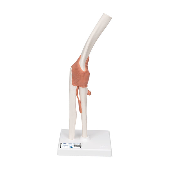 3B SCIENTIFIC FUNCTIONAL HUMAN ELBOW JOINT MODEL WITH LIGAMENTS