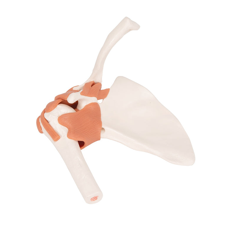 3B SCIENTIFIC FUNCTIONAL HUMAN SHOULDER JOINT MODEL