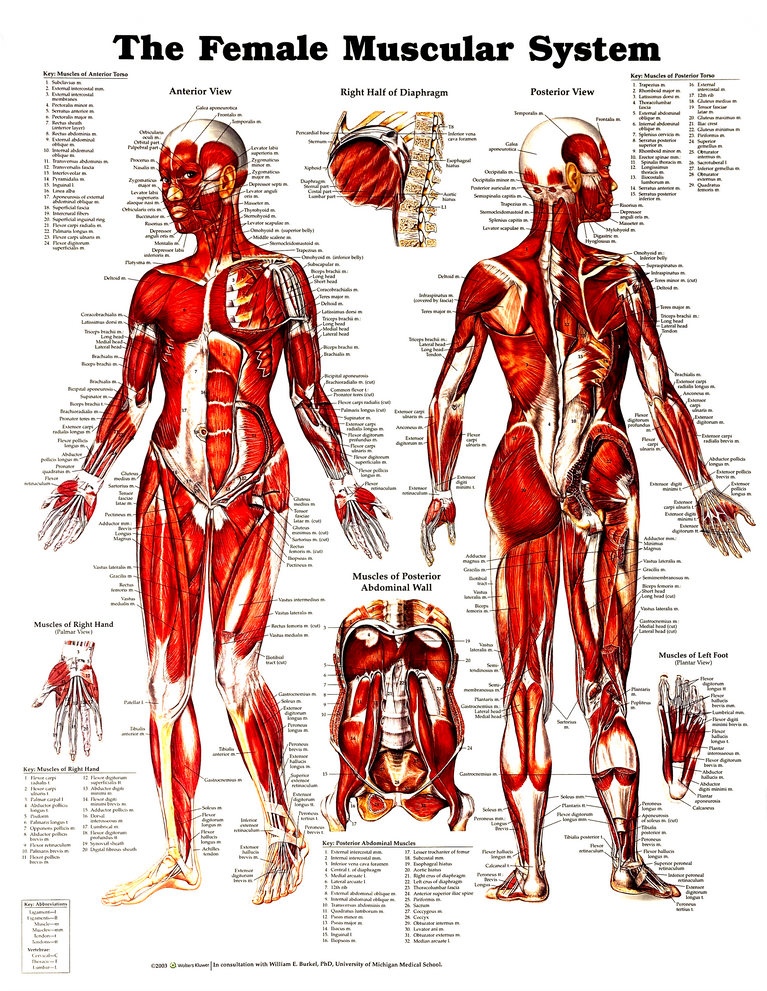 CHART FEMALE MUSCULAR SYSTEM