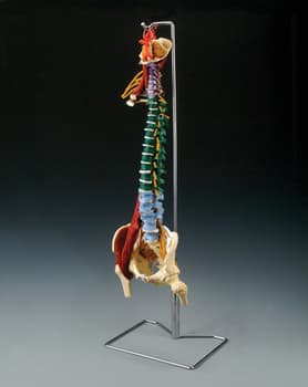 MUSCLE SPINE WITH DISORDERS