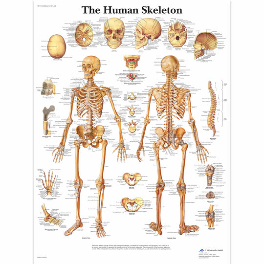 CHART THE SKELETAL SYSTEM