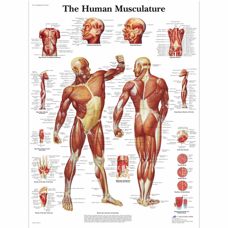 CHART MUSCULAR SYSTEM