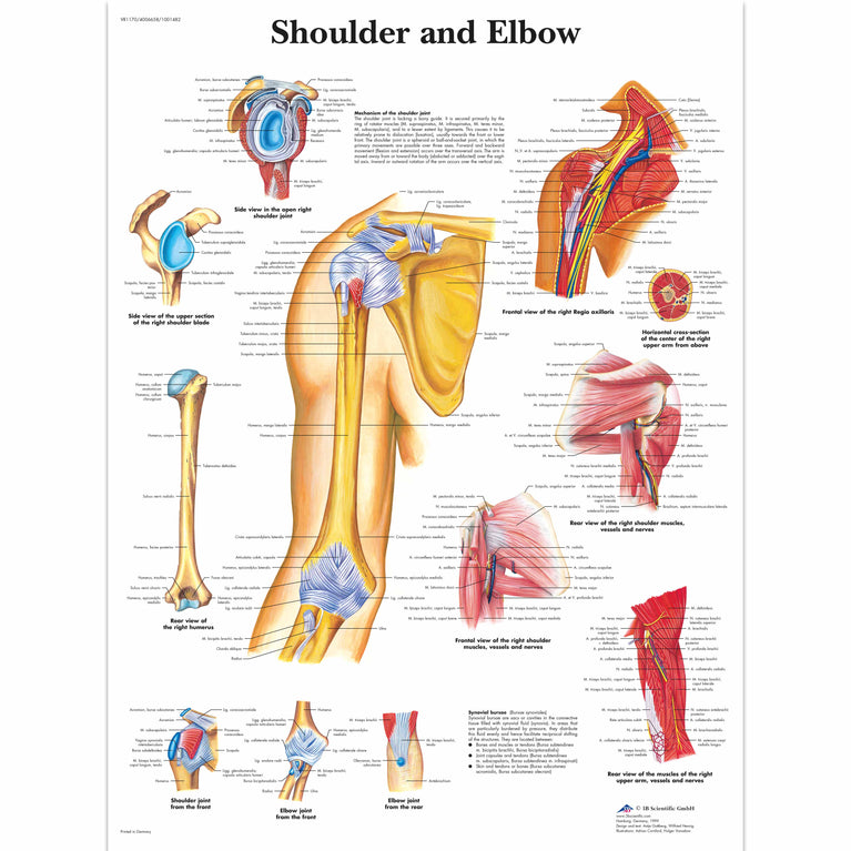 CHART SHOULDER & ELBOW