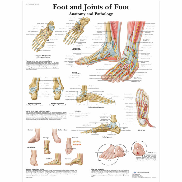 CHART FOOT & JOINTS OF FOOT - ANATOMY & PATHOLOGY
