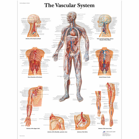 CHART THE VASCULAR SYSTEM