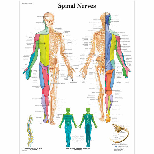 SPINAL NERVES CHART