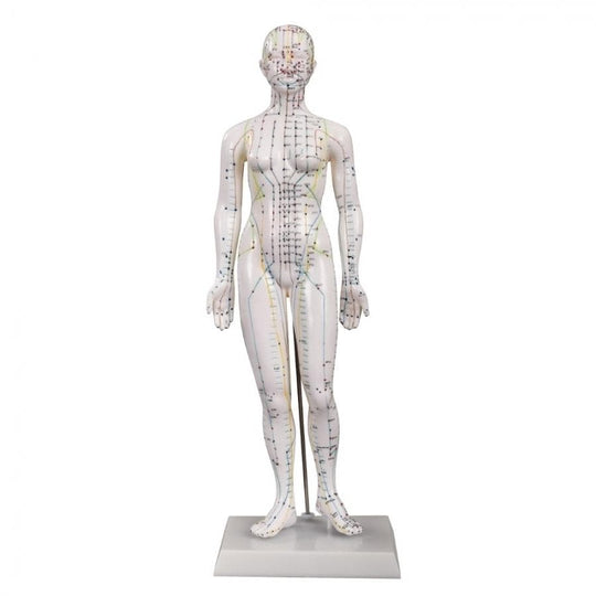 66FIT ACUPUNCTURE FEMALE MODEL - 48CM
