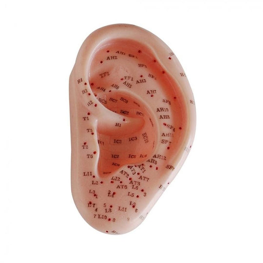 66FIT EAR ACUPUNCTURE MODEL - 13CM
