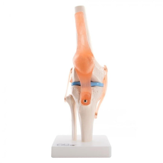 66FIT HUMAN KNEE JOINT
