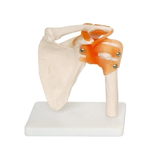 66FIT HUMAN SHOULDER JOINT