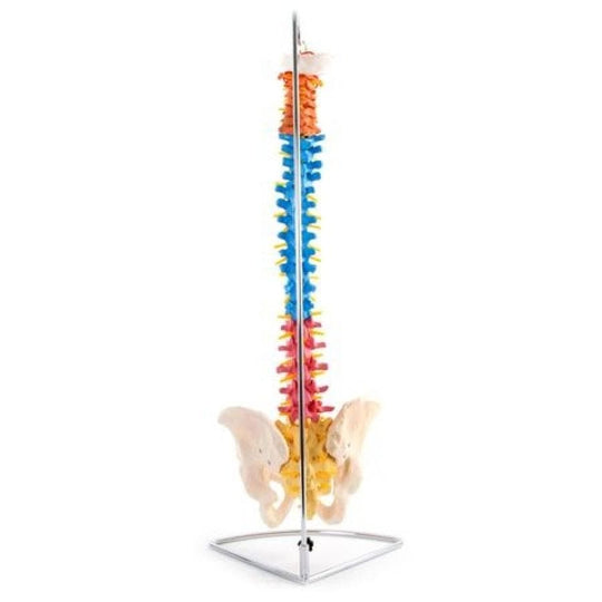 66FIT VERTEBRAL COLUMN WITH PELVIS (COLOURED)