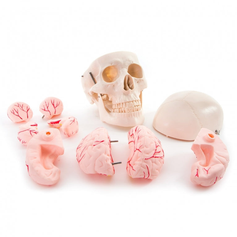 66FIT SKULL MODEL WITH 8 BRAIN PARTS