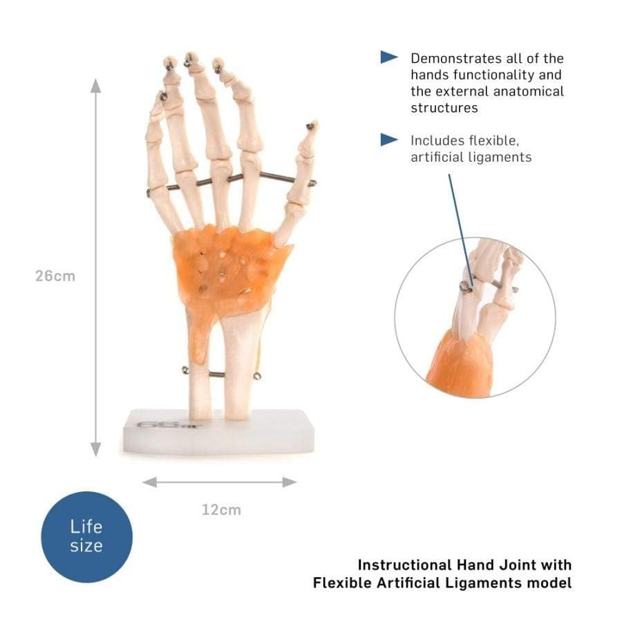 ANATOMICAL MODEL HUMAN HAND JOINT WITH LIGAMENTS – Whiteley AllCare