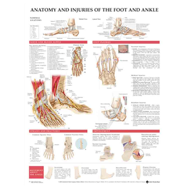 CHART ANATOMY & INJURIES OF THE FOOT & ANKLE