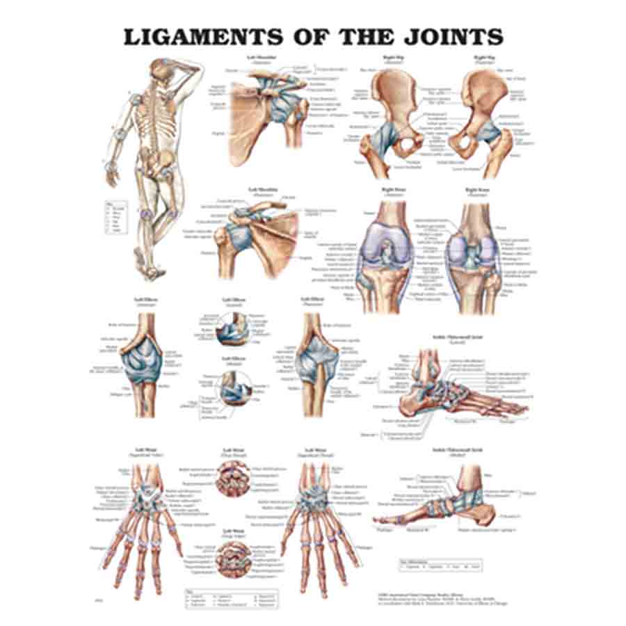 CHART LIGAMENTS OF THE JOINTS – Whiteley AllCare