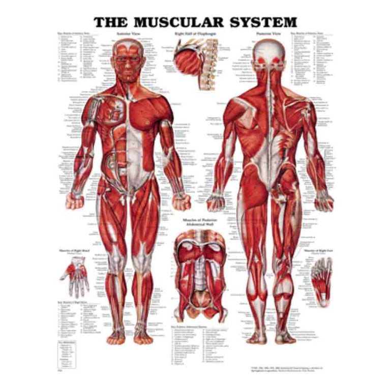CHART MUSCULAR SYSTEM