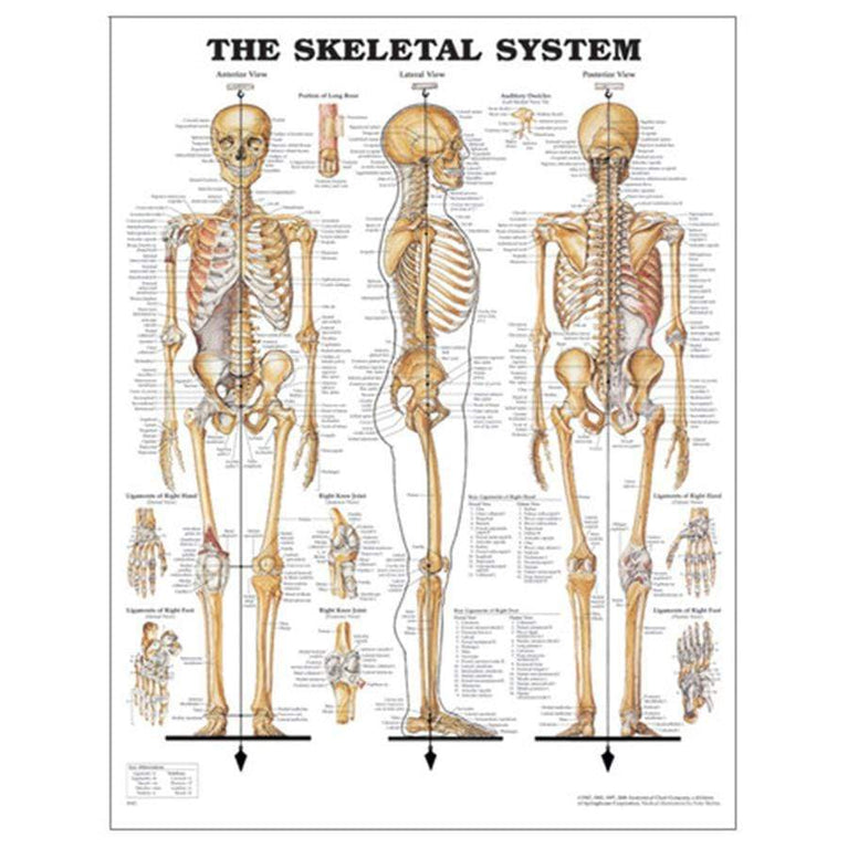 CHART THE SKELETAL SYSTEM