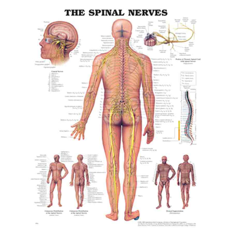 CHART THE SPINAL NERVES